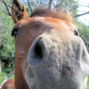 Meet your Posher, Tracy